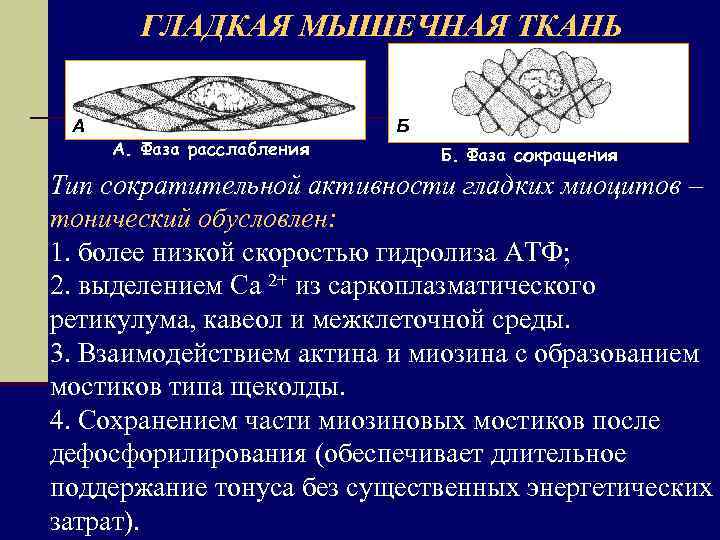 ГЛАДКАЯ МЫШЕЧНАЯ ТКАНЬ А А. Фаза расслабления Б Б. Фаза сокращения Тип сократительной активности