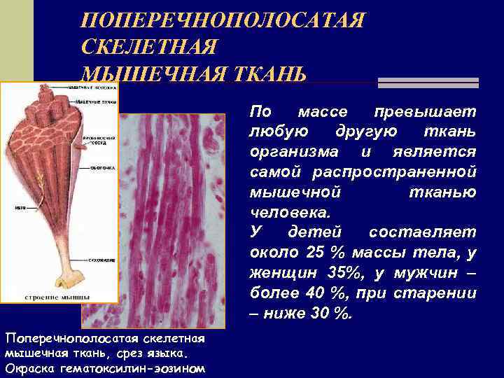 Поперечнополосатая мышечная ткань