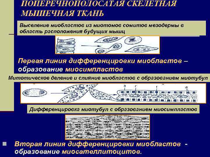 ПОПЕРЕЧНОПОЛОСАТАЯ СКЕЛЕТНАЯ МЫШЕЧНАЯ ТКАНЬ Выселение миобластов из миотомов сомитов мезодермы в область расположения будущих