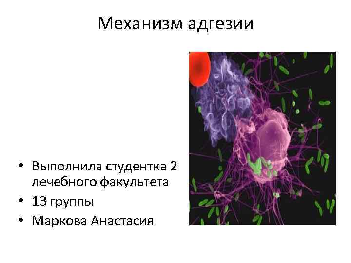 Механизм адгезии • Выполнила студентка 2 лечебного факультета • 13 группы • Маркова Анастасия