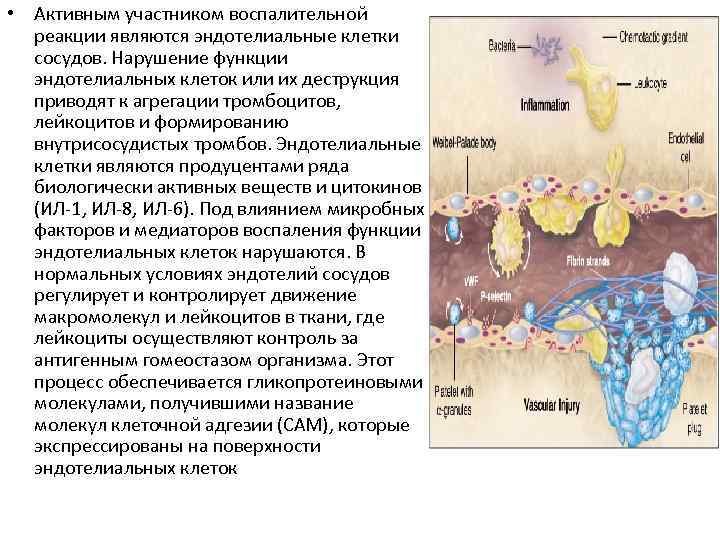 Механизмы антитромбогенных свойств эндотелия презентация