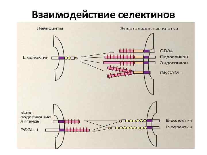 Взаимодействие селектинов 