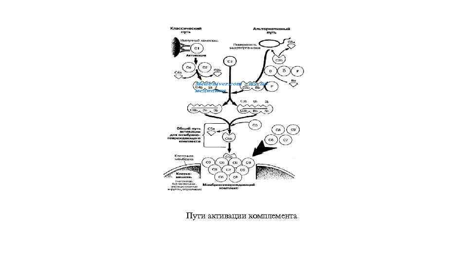 Пути активации комплемента 