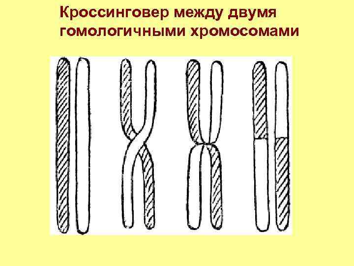 Кроссинговер происходит между хромосомами