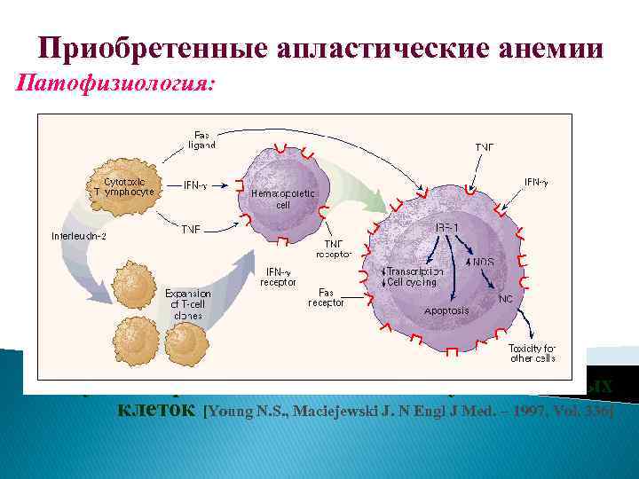 Приобретенные апластические анемии Патофизиология: Иммуноопосредованное истощение пула стволовых клеток [Young N. S. , Maciejewski