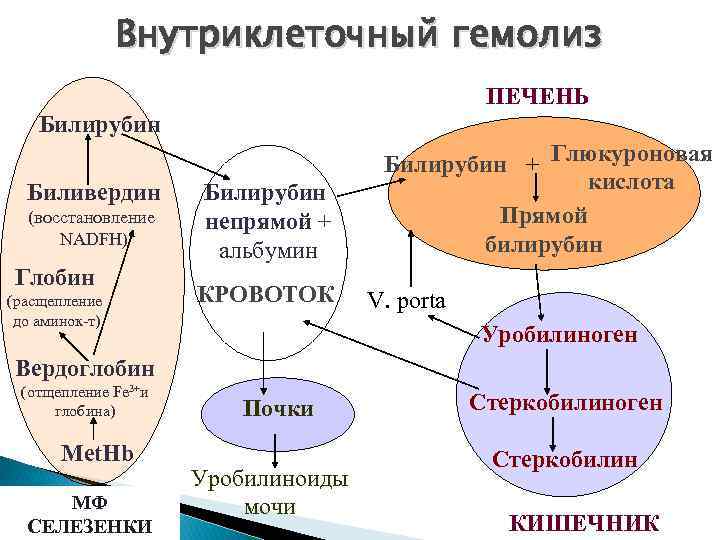 Внутриклеточный гемолиз ПЕЧЕНЬ Билирубин Биливердин (восстановление NADFH) Глобин (расщепление до аминок-т) Билирубин непрямой +