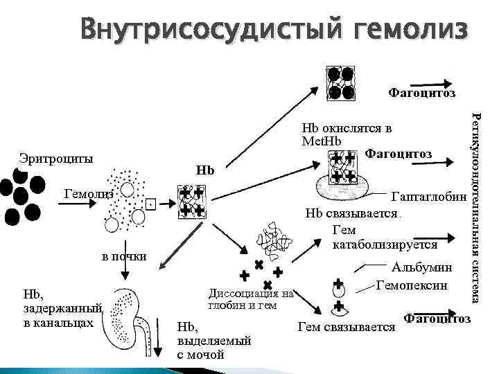 Внутрисосудистый гемолиз Фагоцитоз Эритроциты Hb Гемолиз Гаптаглобин Hb связывается. Гем катаболизируется в почки Hb,