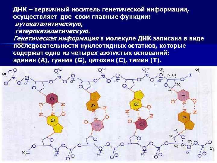 Генетическим является. ДНК носитель наследственной информации. ДНК носитель наследственной информации кратко. Молекула ДНК носитель наследственной информации. ДНК носитель наследственной информации репликация ДНК.