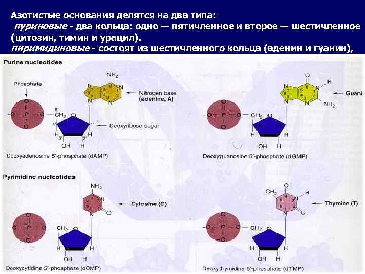 Азотистые основания делятся на два типа: пуриновые - два кольца: одно — пятичленное и