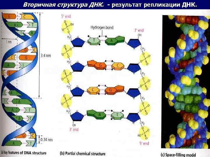 Вторичная структура ДНК. - результат репликации ДНК. 