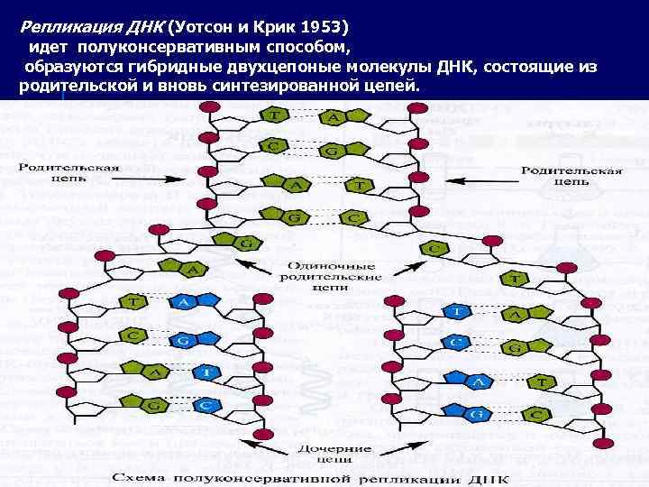 Рассмотрите рисунок 169 на котором представлена схема полуконсервативной репликации днк укажите