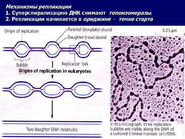 Механизмы репликации 1. Суперспирализацию ДНК снимают топоизомеразы. 2. Репликации начинается в ориджине - точке