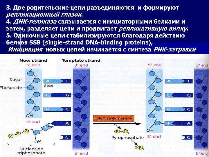 3. Две родительские цепи разъединяются и формируют репликационный глазок. 4. ДНК-геликаза связывается с инициаторными