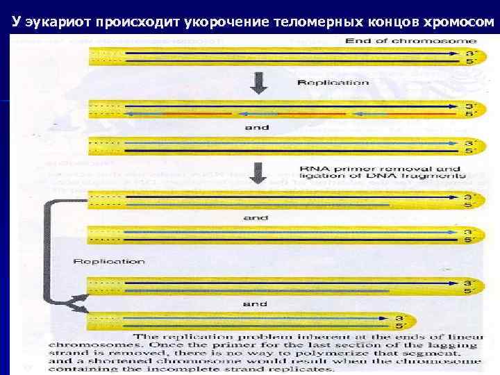 У эукариот происходит укорочение теломерных концов хромосом 