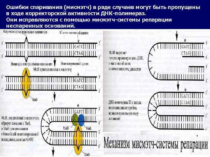 Ошибки спаривания (мисмэтч) в ряде случаев могут быть пропущены в ходе корректорской активности ДНК-полимераз.