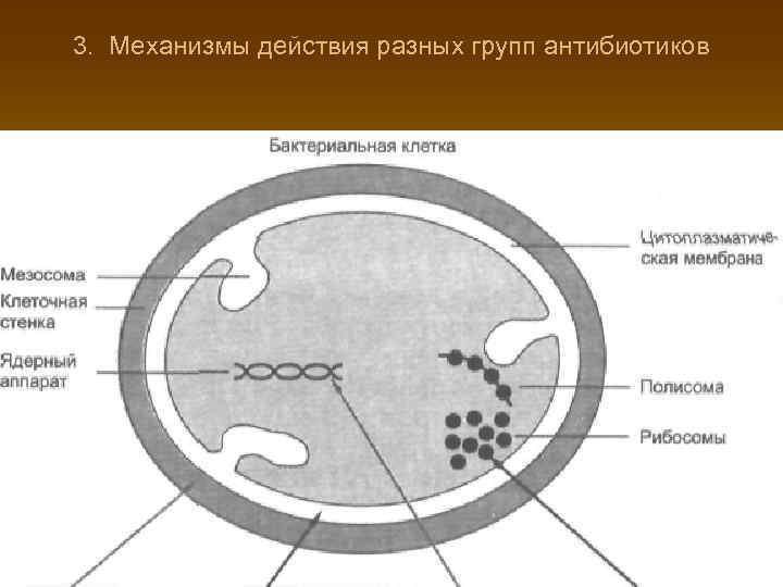 Схема действия антибиотиков