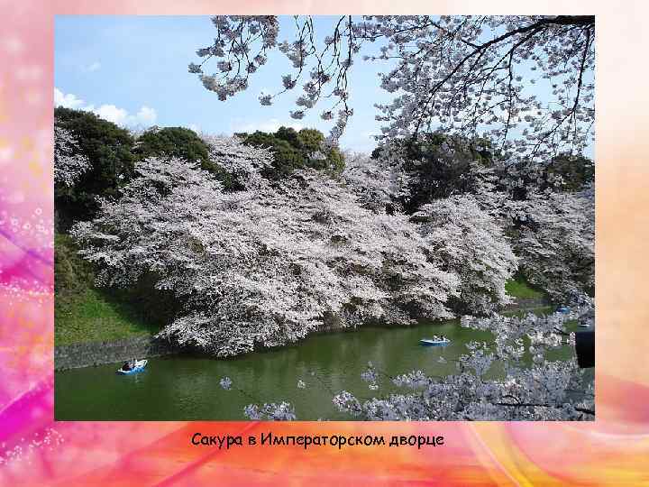 Сакура в Императорском дворце 