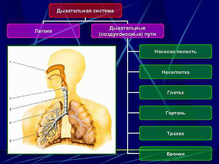 Дыхательная система человека картинки с подписями