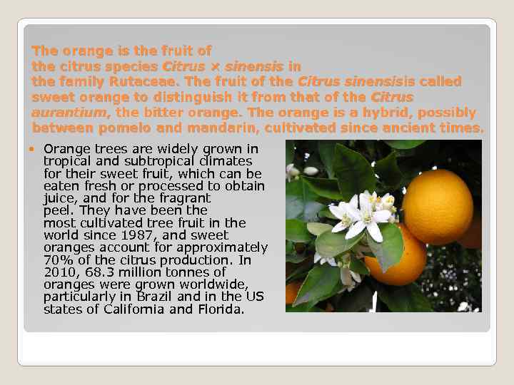 The orange is the fruit of the citrus species Citrus × sinensis in the
