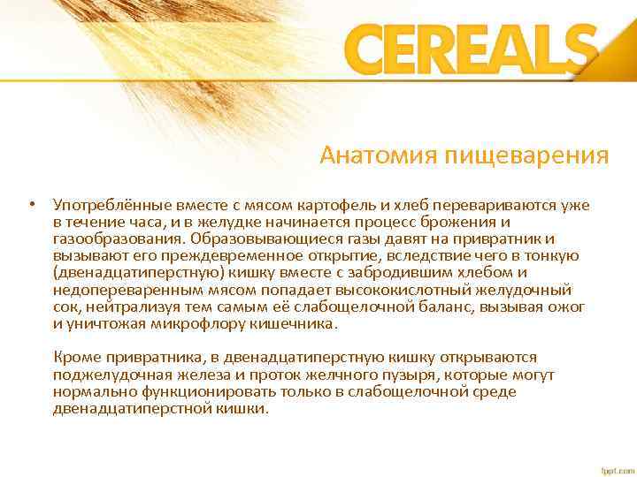 Анатомия пищеварения • Употреблённые вместе с мясом картофель и хлеб перевариваются уже в течение