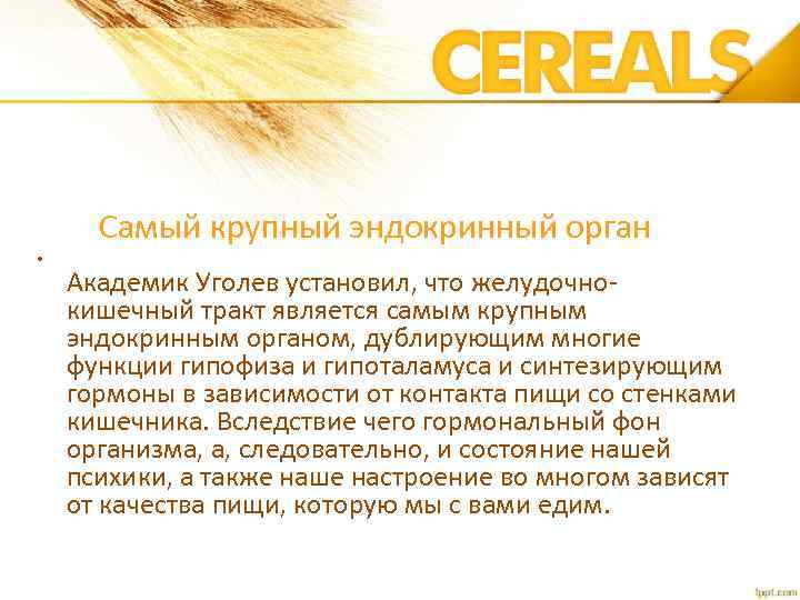 Самый крупный эндокринный орган • Академик Уголев установил, что желудочнокишечный тракт является самым крупным