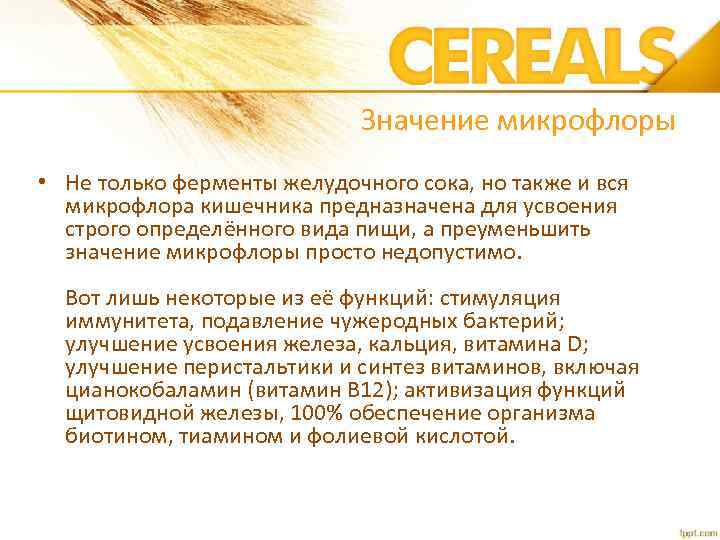 Значение микрофлоры • Не только ферменты желудочного сока, но также и вся микрофлора кишечника