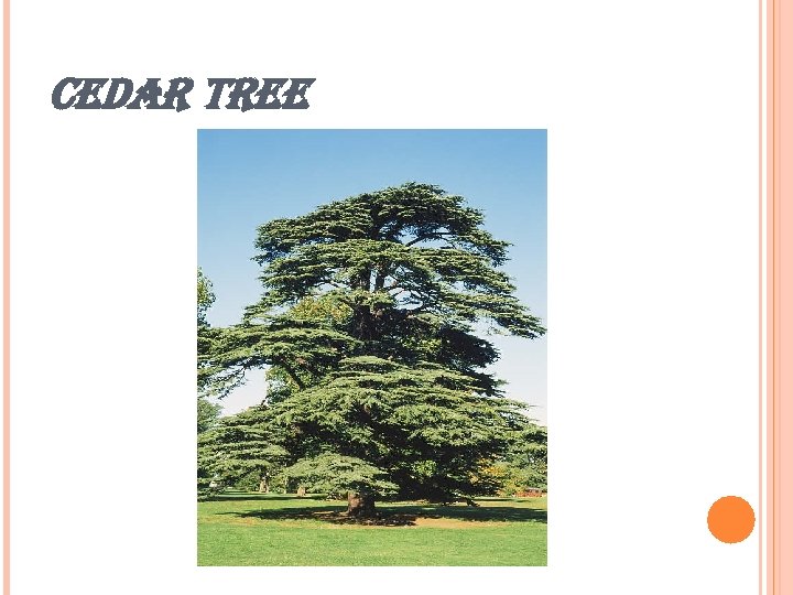 CEDAR TREE 