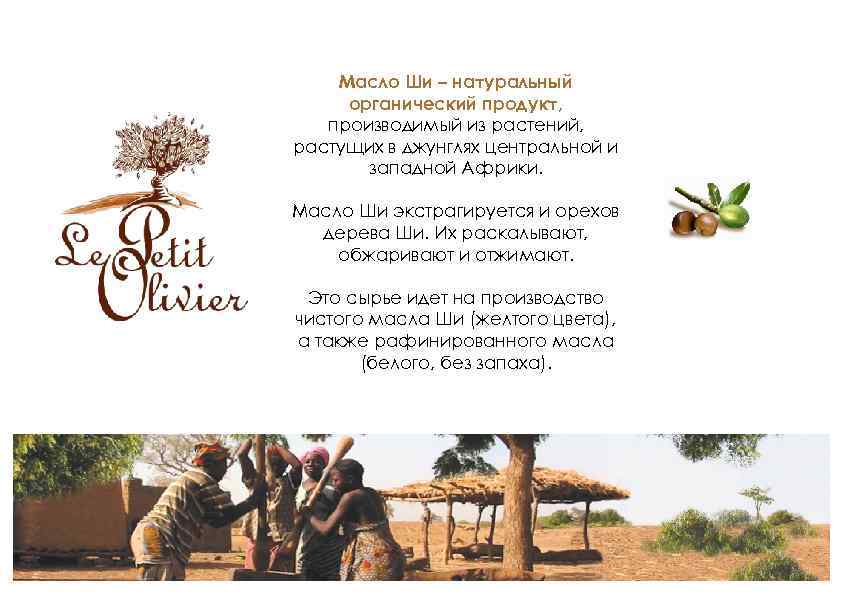 Масло Ши – натуральный органический продукт, производимый из растений, растущих в джунглях центральной и