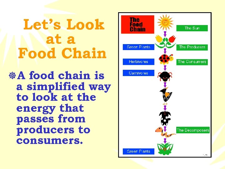 Let’s Look at a Food Chain ]A food chain is a simplified way to