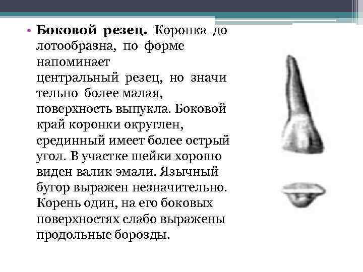  • Боковой резец. Коронка до лотообразна, по форме напоминает центральный резец, но значи