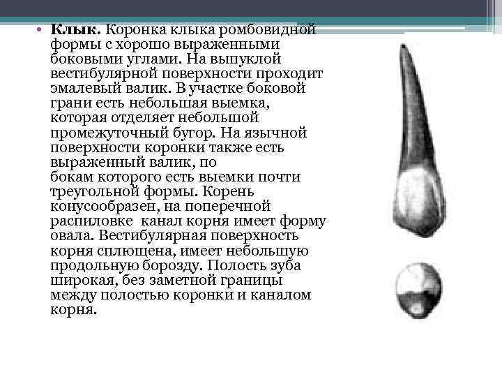  • Клык. Коронка клыка ромбовидной формы с хорошо выраженными боковыми углами. На выпуклой