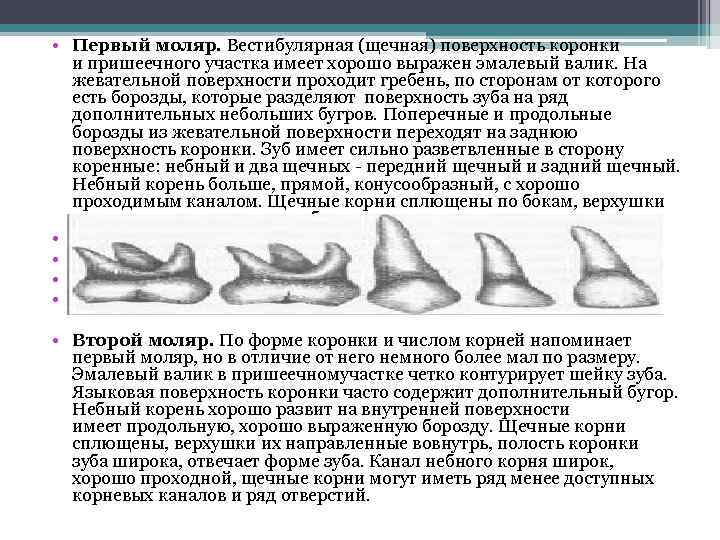  • Первый моляр. Вестибулярная (щечная) поверхность коронки и пришеечного участка имеет хорошо выражен