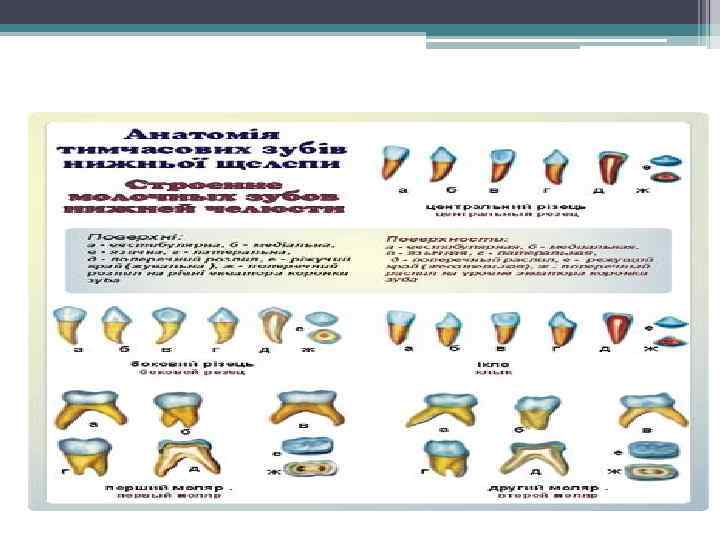 Временные зубы нижней челюсти. 