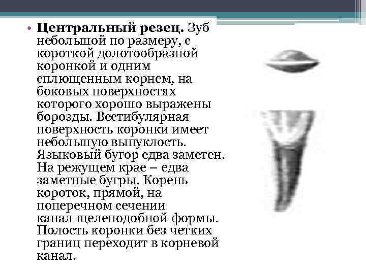  • Центральный резец. Зуб небольшой по размеру, с короткой долотообразной коронкой и одним