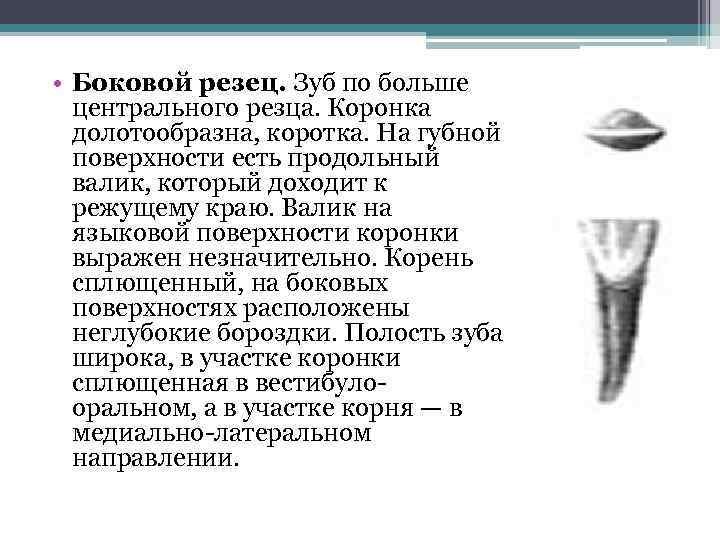  • Боковой резец. Зуб по больше центрального резца. Коронка долотообразна, коротка. На губной