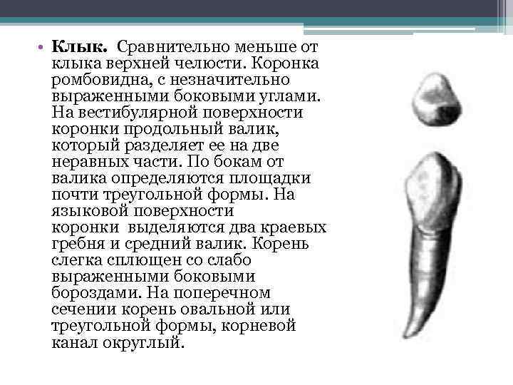  • Клык. Сравнительно меньше от клыка верхней челюсти. Коронка ромбовидна, с незначительно выраженными
