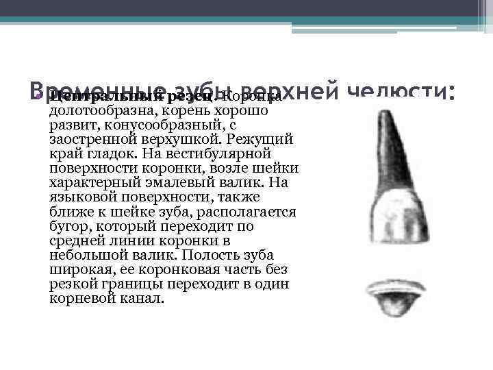 Временные зубы верхней челюсти: • Центральный резец. Коронка долотообразна, корень хорошо развит, конусообразный, с