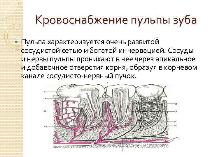 Кровоснабжение пульпы зуба Пульпа характеризуется очень развитой сосудистой сетью и богатой иннервацией. Сосуды и