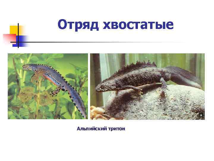 Отряд хвостатые Альпийский тритон 