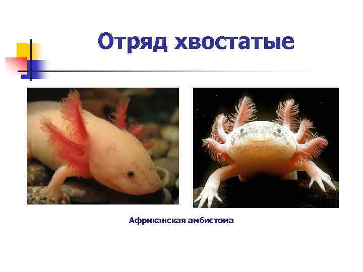 Отряд хвостатые Африканская амбистома 