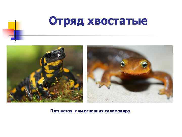Отряд хвостатые Пятнистая, или огненная саламандра 
