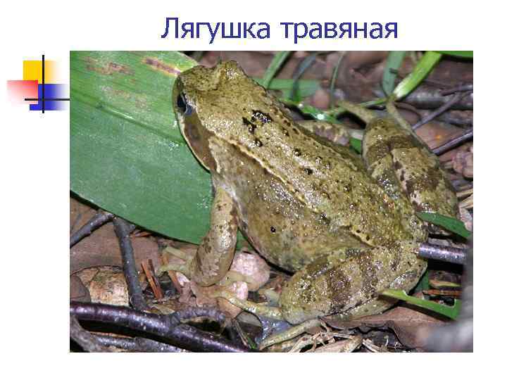 Лягушка травяная 