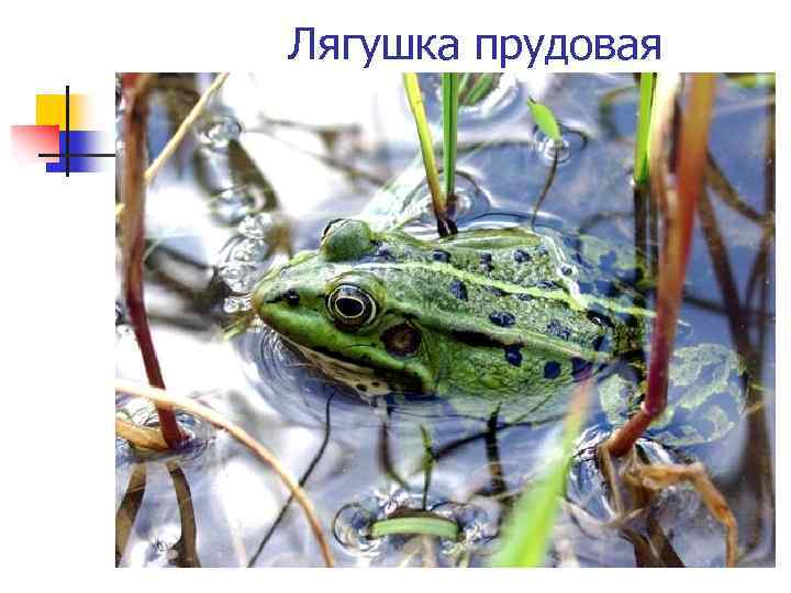 Лягушка прудовая 