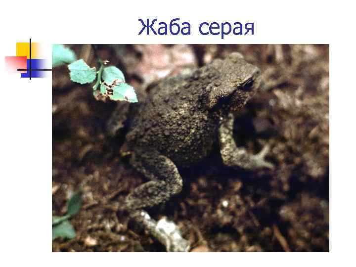 Жаба серая 
