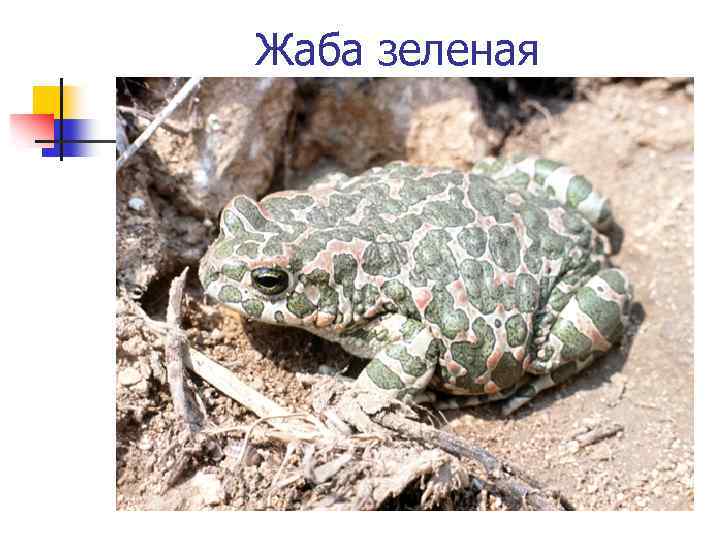 Жаба зеленая 