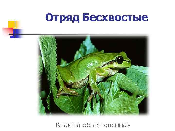 Отряд Бесхвостые 