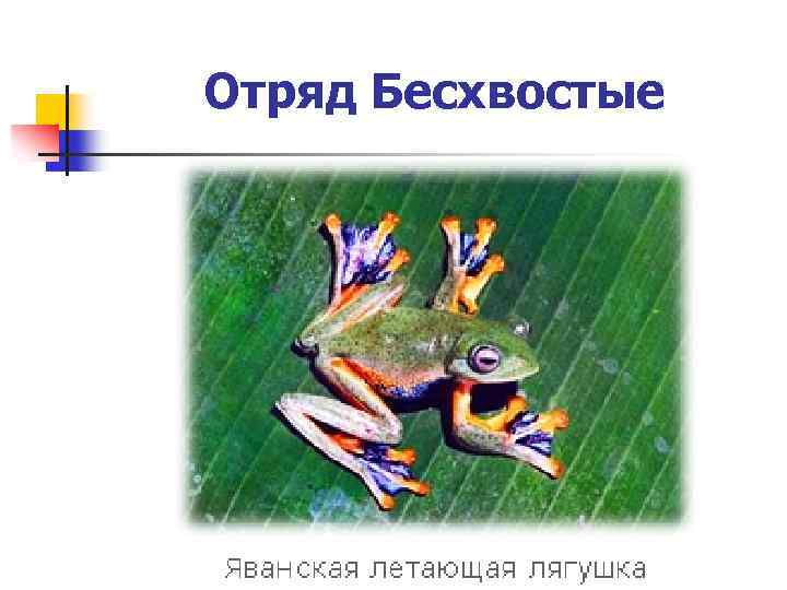 Отряд Бесхвостые 