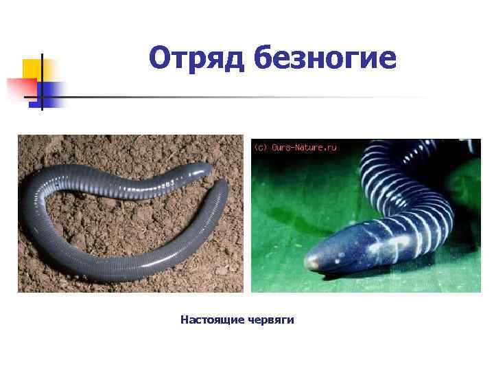 Отряд безногие Настоящие червяги 