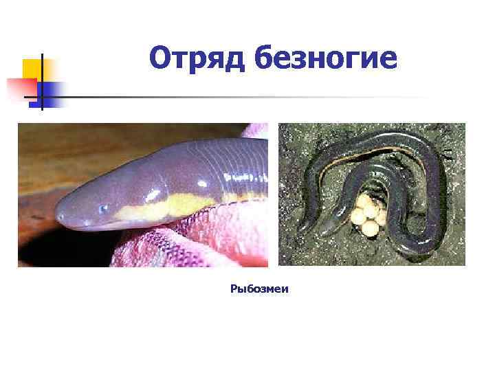 Отряд безногие Рыбозмеи 
