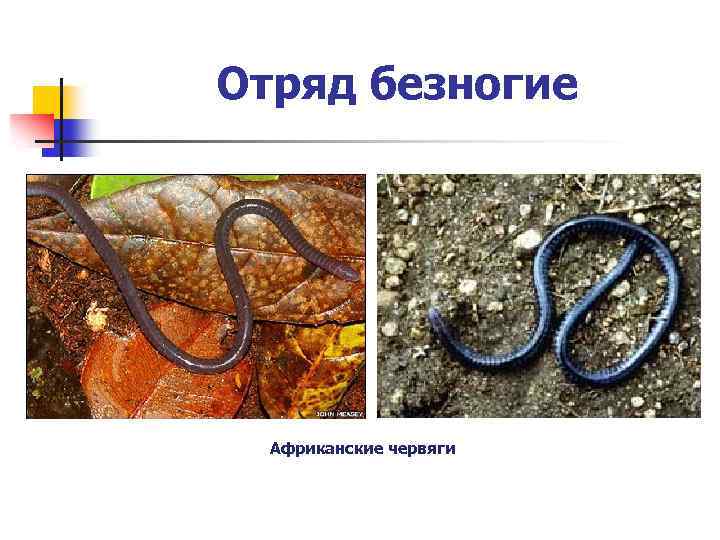 Отряд безногие Африканские червяги 